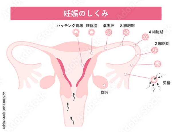 Obraz 妊娠のしくみ＿排卵からハッチング着床