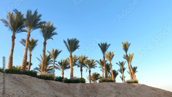 Fototapeta A row of tall palm trees against a clear blue sky in Egypt. The landscape features sandy terrain and lush greenery at the base of the palms.