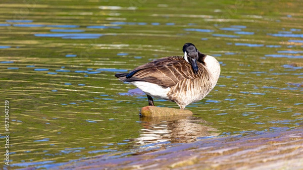Fototapeta canada goos preening
