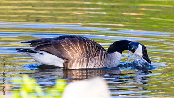 Obraz canada goos washing head