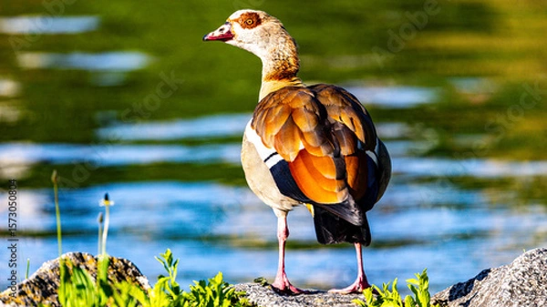 Obraz egyptian goose on river