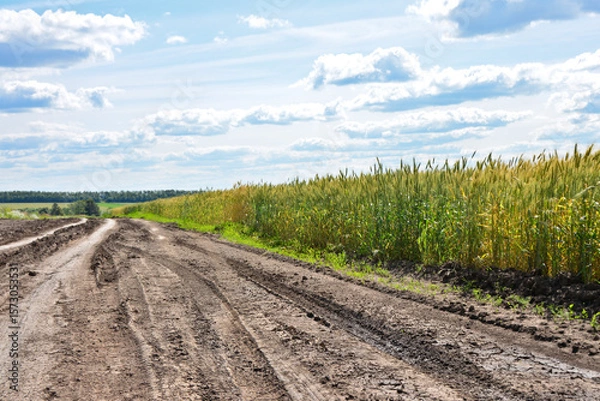 Obraz Dirt road through a wheat field on a sunny day going to horizon wallpaper