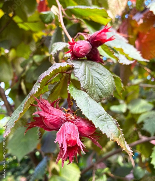 Obraz Purple hazels with hazelnuts, corylus maxima purpurea. Closeup.
