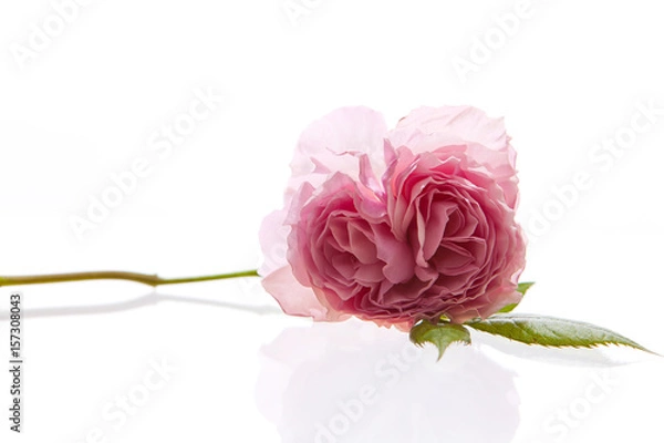 Obraz Rosa Centifolia na białym tle