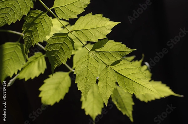 Fototapeta green leaves are illuminated from behind by sunlight on a dark background