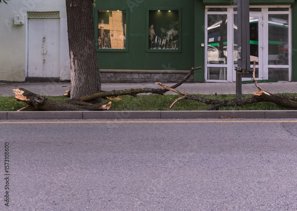 Fototapeta the broken branches of a tree after a hurricane lie along the sidewalk