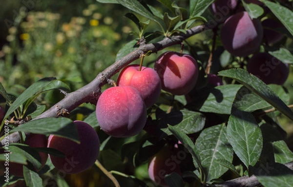 Fototapeta ripe plums on a branch on a sunny day in the garden