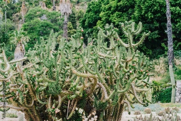 Fototapeta Cactus in bloom in Mossen Costa i Llobera gardens in Barcelona