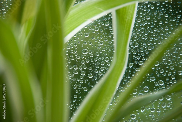 Obraz Rain drops on a window.