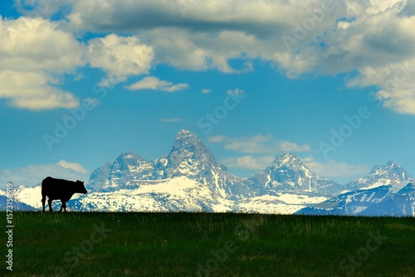 Obraz Grand Teton Mountains with Cattle Silhouetted on Pasture Feeding