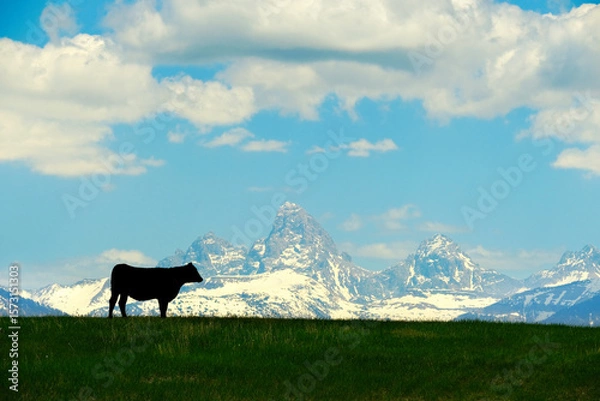 Obraz Grand Teton Mountains with Cattle Silhouetted on Pasture Feeding