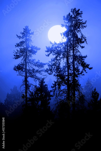 Obraz Moonlight Blue Light in Morning Mist Fog in Pine Tree Forest Wilderness