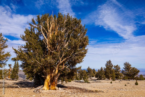 Fototapeta Ancient Bristlecone Pine standing in the Inyo National Forest in California