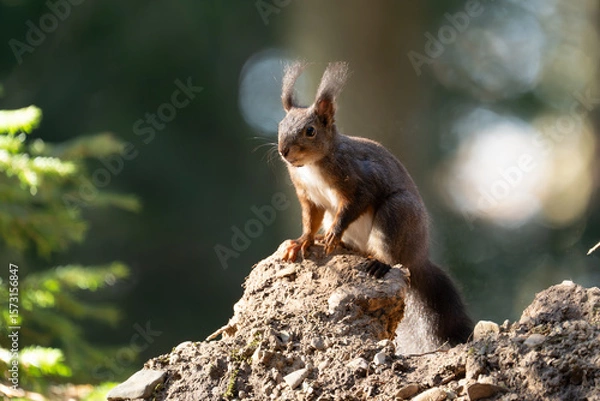 Obraz Eichhörnchen im Wald