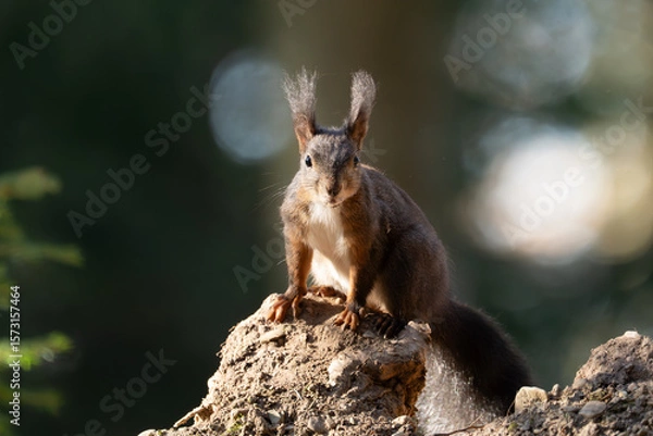 Fototapeta Eichhörnchen im Wald