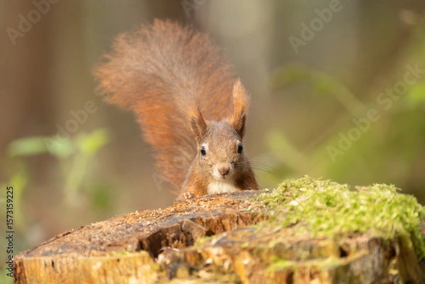 Obraz Eichhörnchen im Wald