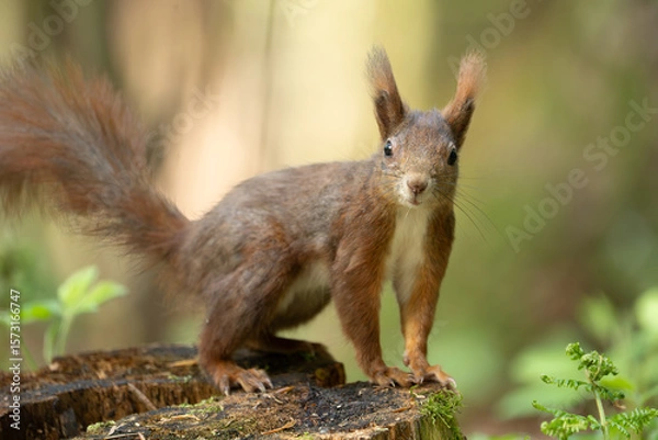 Fototapeta Eichhörnchen im Wald