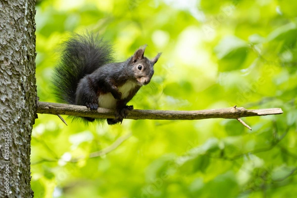 Obraz Eichhörnchen im Wald