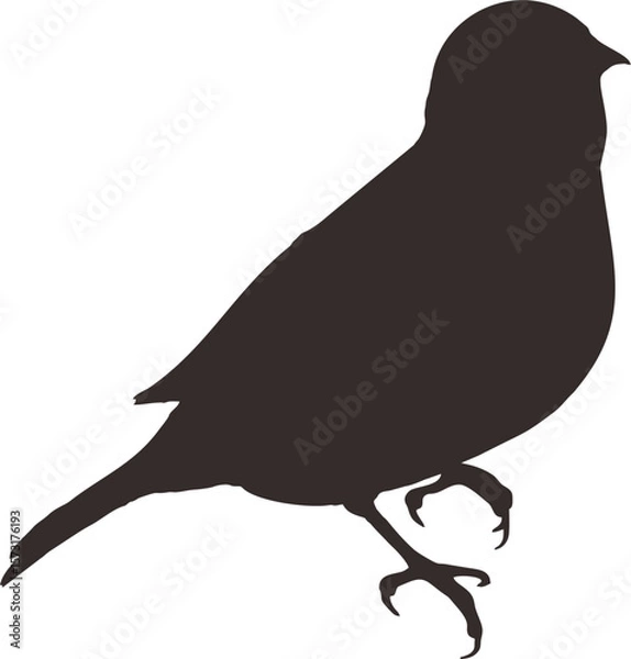 Fototapeta bird6.eps