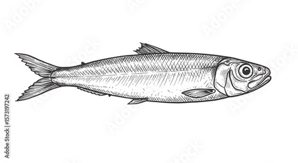 Obraz Hand-Drawn Sardine Sketch