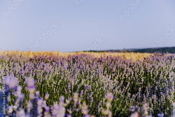 Fototapeta Layered, textured landscape with lavender and wheat fields