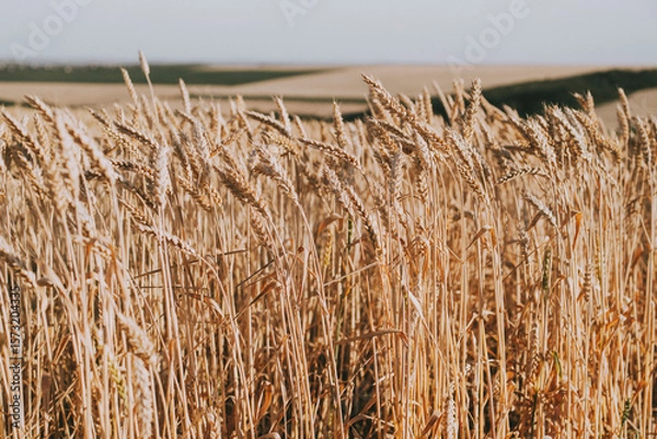 Fototapeta Golden wheat field with ripe stalks blowing in the wind