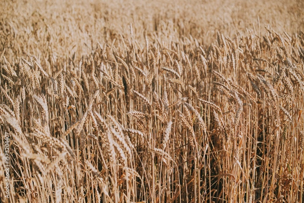 Fototapeta Golden wheat field with ripe stalks blowing in the wind