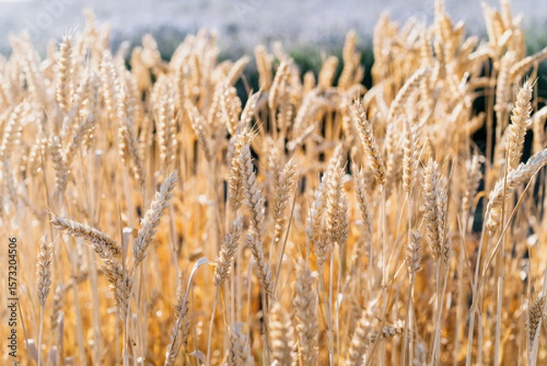 Fototapeta Close up of golden wheat field with ripe stalks blowing in the wind