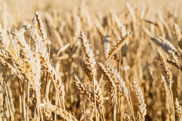 Fototapeta Close up of golden wheat field with ripe stalks blowing in the wind