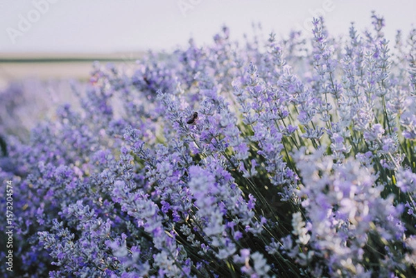 Fototapeta Close up of vivid purple lavender flower row in bloom