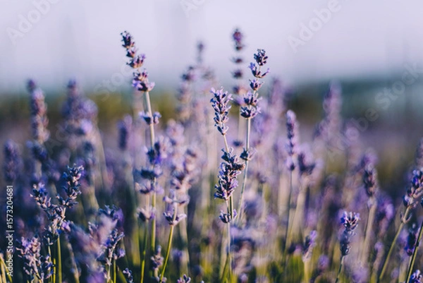 Fototapeta Lavender in sharp focus with soft background