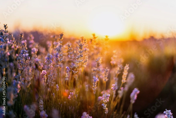 Fototapeta Close up of lavender flowers in bloom with soft sunset light