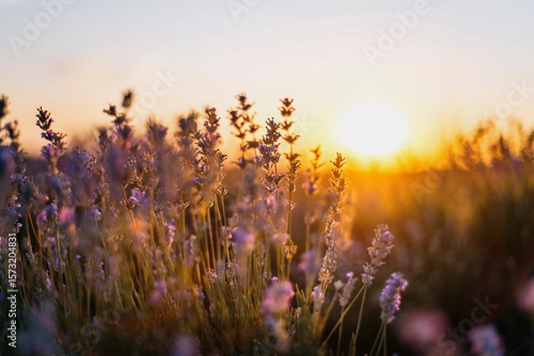 Fototapeta Close up of lavender flowers in bloom with soft sunset light