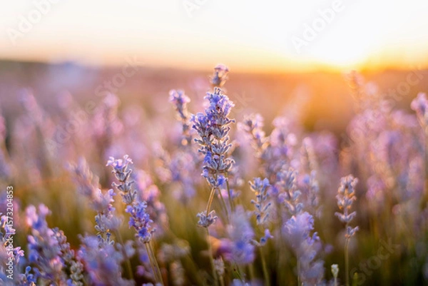 Fototapeta Close up of lavender flowers in bloom with soft sunset light