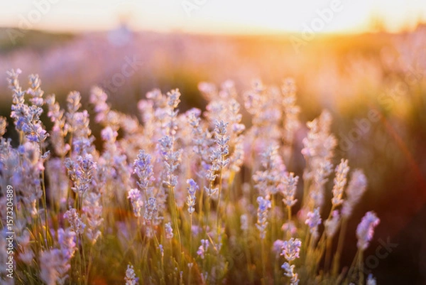 Fototapeta Close up of lavender flowers in bloom with soft sunset light