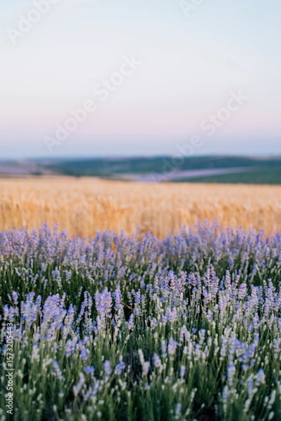 Fototapeta Rolling lavender and wheat fields with sky at dusk