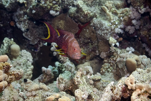 Fototapeta lyretail grouper