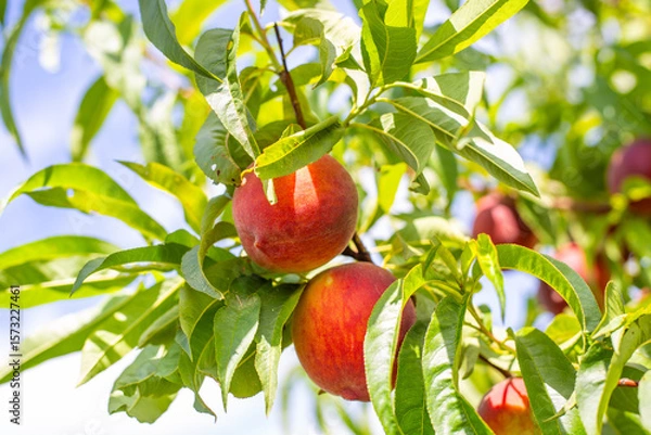 Fototapeta Ripe peaches hang heavily on a tree branch, bathed in sunlight.