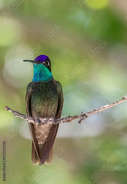 Obraz Rivoli's Hummingbird