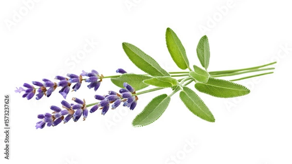 Fototapeta Lavender herb leaves soft and green background isolated on a Transparent background, PNG file.