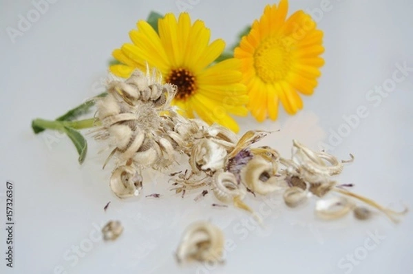 Obraz calendula seeds 2