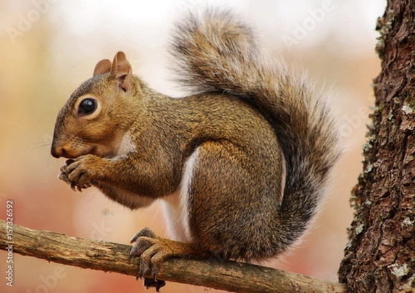 Obraz Squirrel Eating