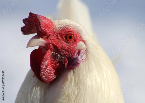 Obraz White Leghorn