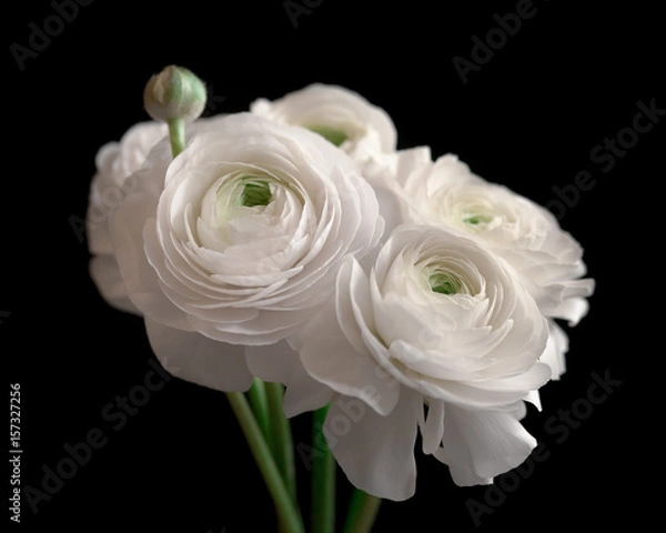 Obraz White ranunculus