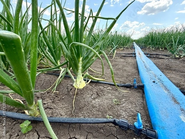Obraz Green onions growing in rows in dry soil are being watered by a drip irrigation system on a sunny day, ensuring efficient water usage and optimal growth