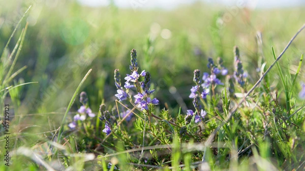 Fototapeta Thymus vulgaris Thyme closeup