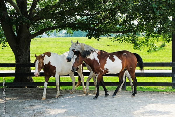 Obraz Three horses standing in the shade