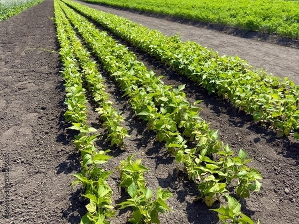 Obraz Parallel rows of young green bean plants growing in dark fertile soil on a farm on a sunny day, representing sustainable agriculture and healthy eating
