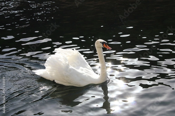 Obraz Cisne blanco 