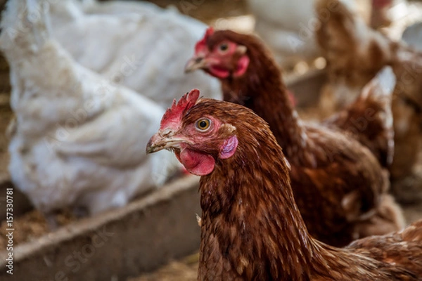 Obraz Hühner im Stall